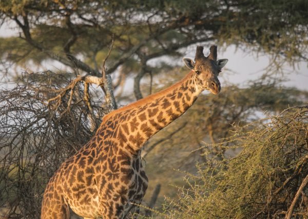 Open-road travel through the African landscape