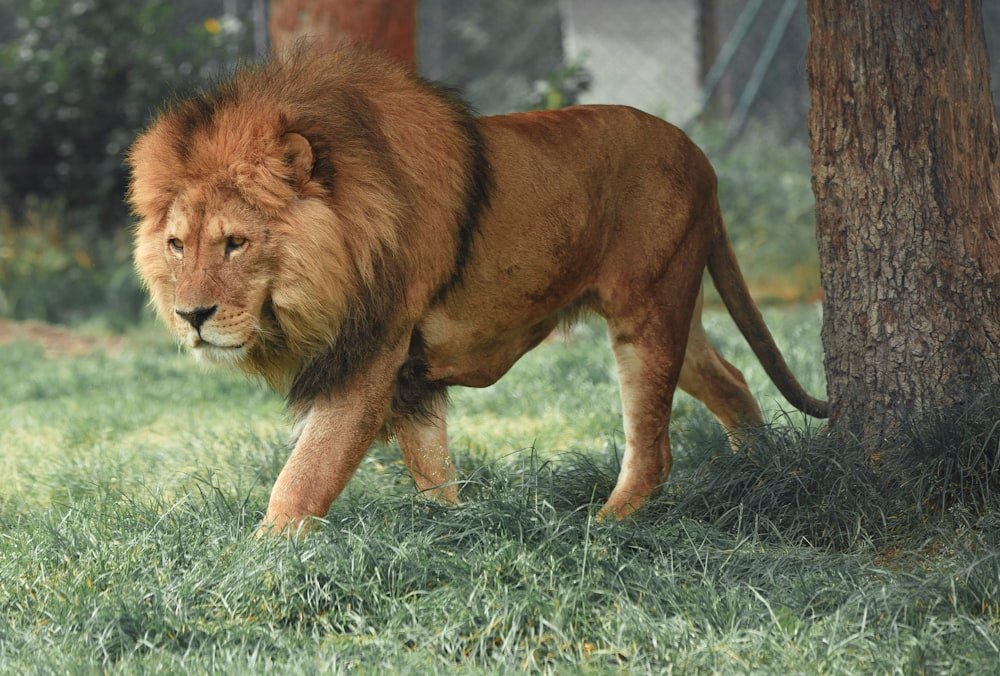 African Lions