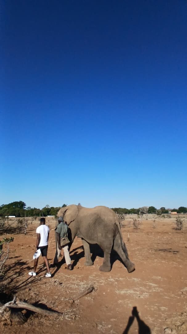 Guests on a walking encounter with an elephant near Victoria Falls