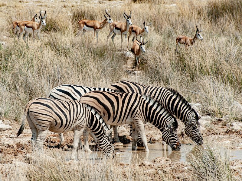 Wildlife Safaris — Marvel Travel & Logistics